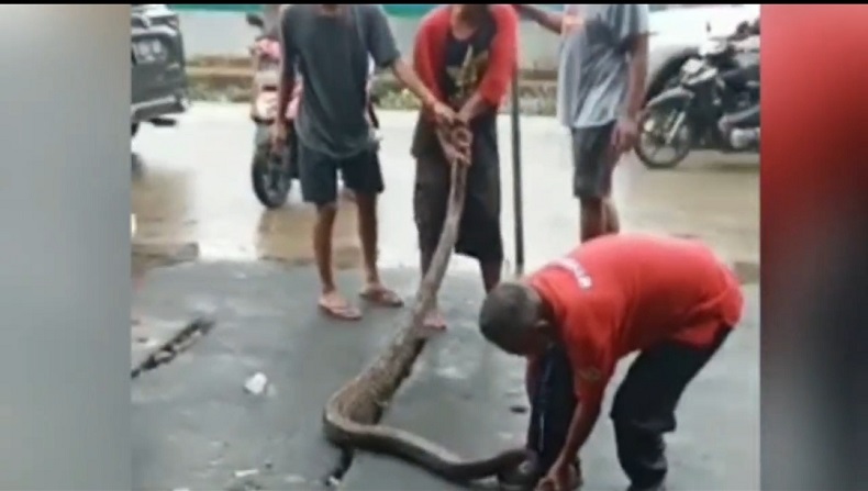 Geger Penemuan Ular Sanca 3 Meter di Saluran Air Tanjung Priok, Warga Panik