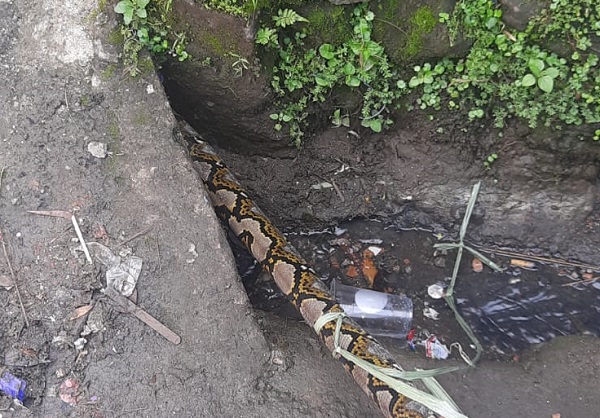Ular Sanca 2 Meter Ngumpet dalam Pipa Pembuangan Air di Ciomas Bogor