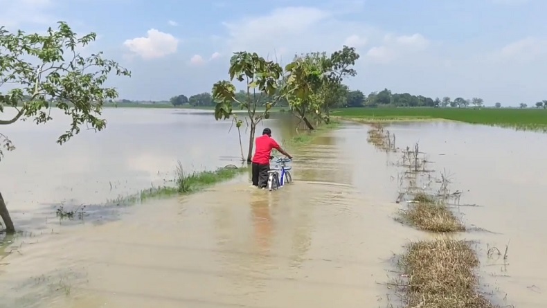 Ratusan Hektare Sawah di Cirebon Terendam Banjir, Panen Padi Terancam Gagal