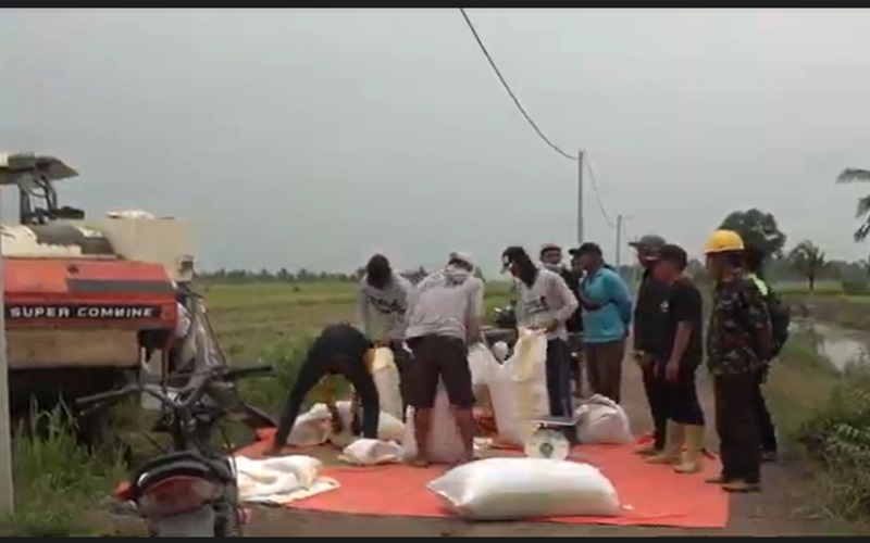 Harga Gabah Turun, Petani di Banyuasin Sumsel Merugi