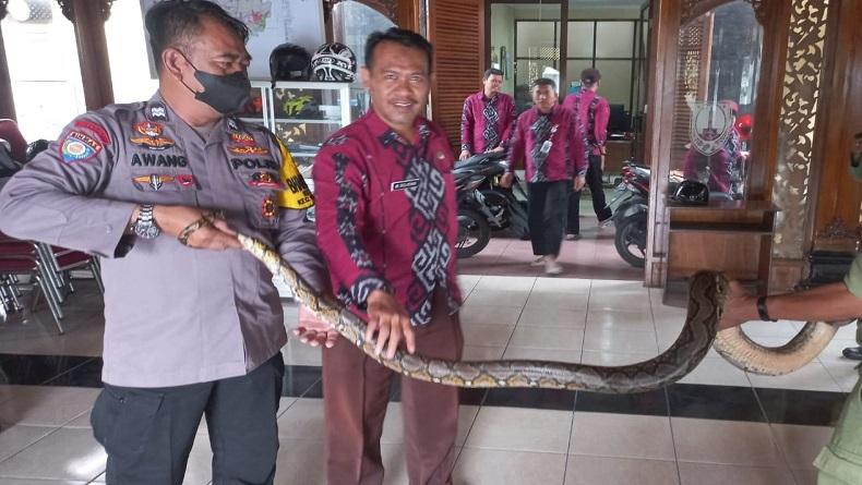 Muncul di Semak Selokan, Ular Sanca Sepanjang 2,8 Meter Kejutkan Warga Solo