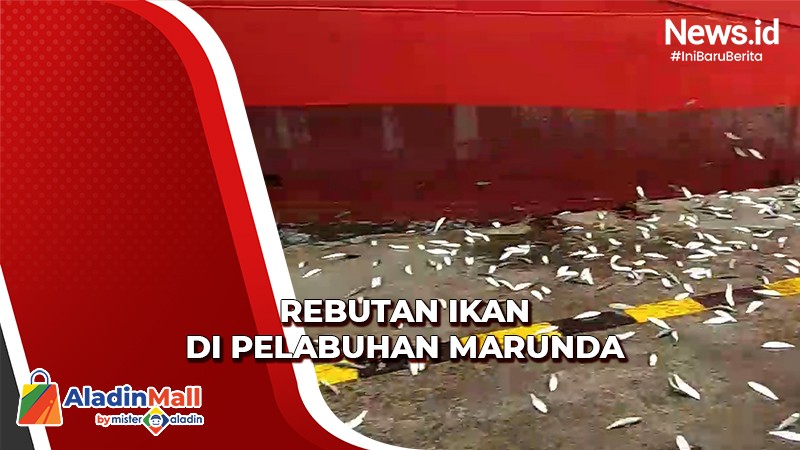 Ikan Berlompatan di Marunda, Pemprov DKI Cek Sampel Cari Penyebab