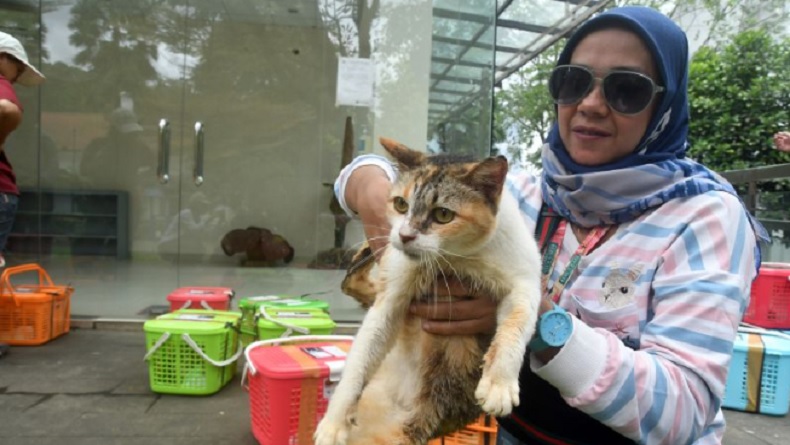 Bangka Tengah Gencarkan Program Sterilisasi untuk Tekan Populasi Kucing Liar