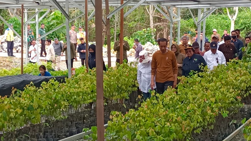 Tinjau Persemaian Mentawir, Jokowi Tegaskan Bukan Hanya untuk IKN tapi Seluruh Kalimantan