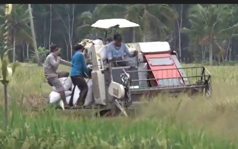  Dinas Pertanian Sebut Harga Gabah di Sumsel Masih Tinggi, Berikut Penjelasannya 