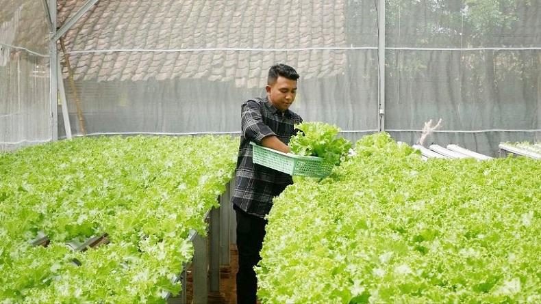 Kisah Inspiratif Pemuda Lumajang, Raup Cuan Jutaan Rupiah dari Tanam Selada Hidroponik