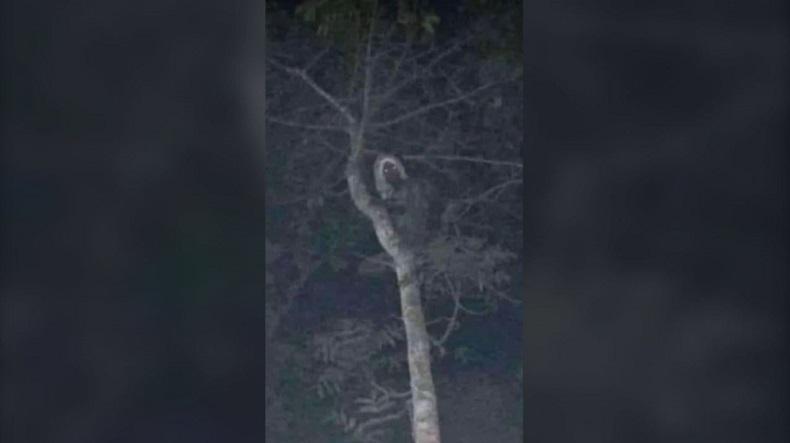 Presiden Meksiko Unggah Foto Penampakan, Dibilang Roh Hutan Mirip Peri