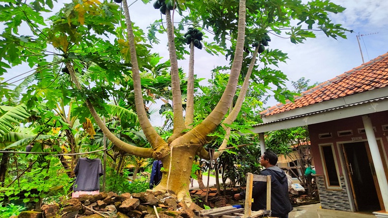 Unik, Pohon Pepaya Bercabang 7 di Indramayu, Berkali-kali Ditebang Tetap Tumbuh 