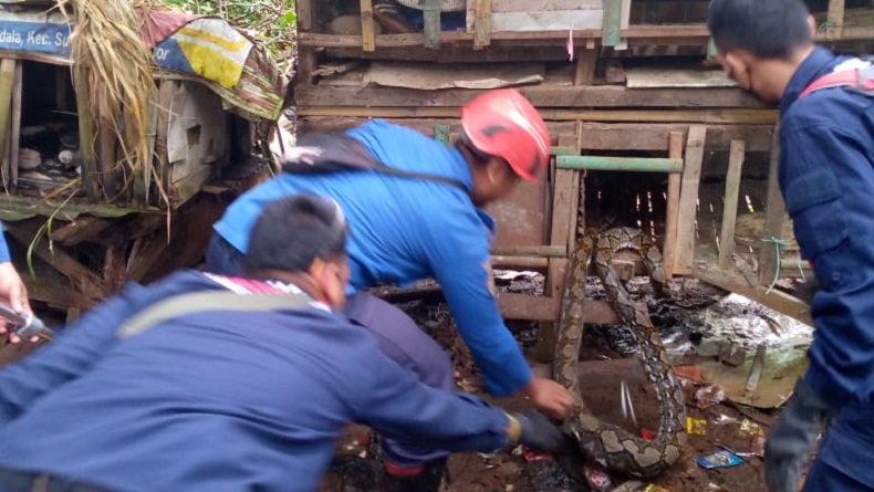 Ngeri! Ular Sanca 4 Meter Makan Ayam Warga di Cibinong Bogor