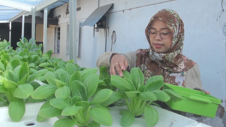 Rumah Rolan Green Smoothie Hidroponik, dari Samping Rumah Raup Untung Berlimpah 