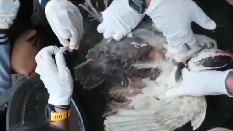 Diduga Serangan Flu Burung, Puluhan Unggas di Cimahi Mati Mendadak