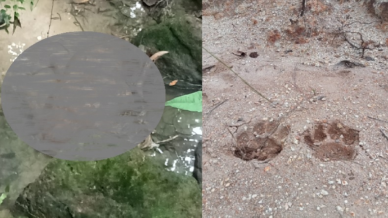 Ngeri, 3 Sapi Warga Raib dari Kandang, Ada Jejak Kaki Harimau