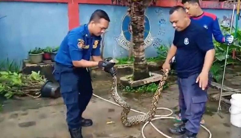 Ular Sanca Sembunyi di Gorong-gorong usai Makan Ayam, Damkar Turun Tangan