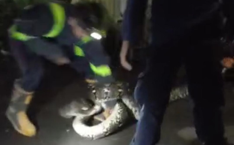 Ular Sanca Berbobot 45 Kg Gegerkan Warga Bekasi, Ditemukan Sedang Lilit Kucing