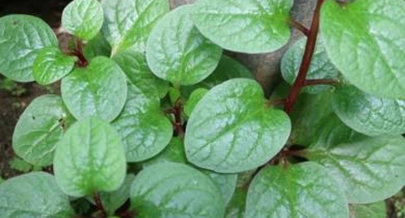 Cara Mengolah Daun Binahong, Harus Coba Dibuat Cincau Bikin Ketagihan 