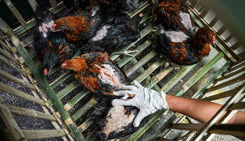 Wabah Flu Burung Merebak di Afsel, 7,5 Juta Ayam Dimusnahkan