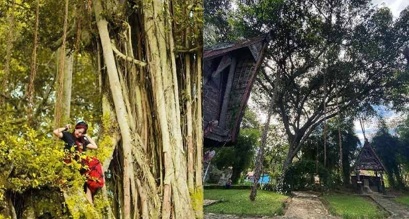 Desa Unik, Perkampungan Orang Batak Dekat Danau Toba Ditumbuhi Pohon Hariara