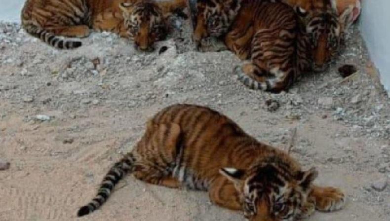 Kasihan, 4 Anak Harimau Ditemukan di Rumah Kosong Tanpa Induk