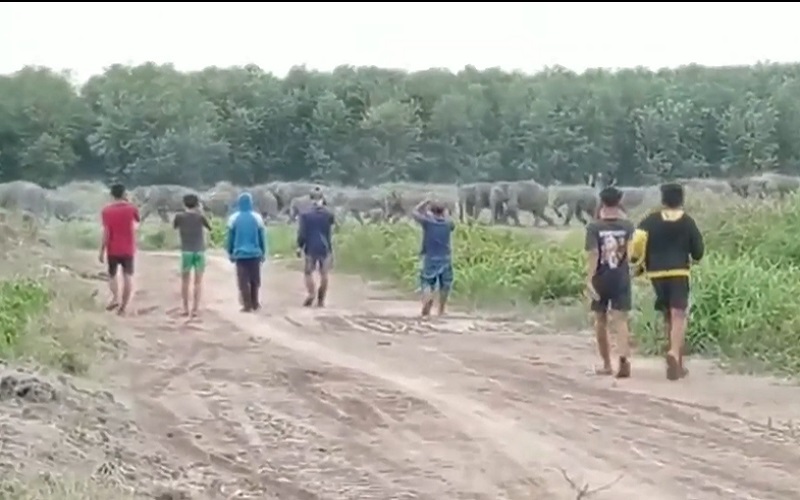 Viral Kawanan Gajah Keluar Hutan di OKI, BKSDA Berikan Penjelasan 