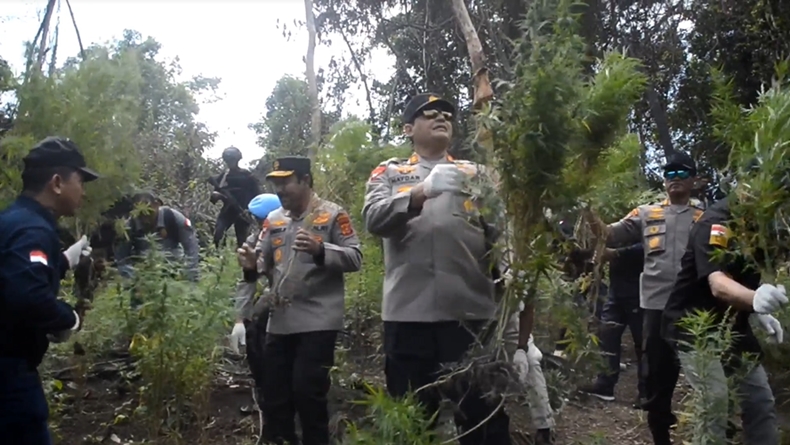  Kapolda Aceh Turun Langsung Musnahkan 11 Hektare Ladang Ganja di Aceh Besar