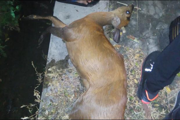 Viral, Rusa Liar Mati Tertabrak Motor saat Masuk Perkampungan di Sleman