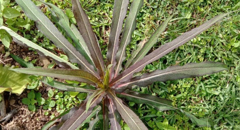 Mengenal Sijukkot, Tanaman Obat Tradisional Hanya Tumbuh di Tanah Batak 