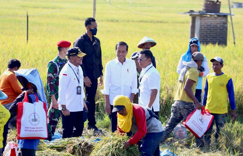 Mentan SYL Dampingi Presiden Jokowi Panen Raya Padi di Ngawi