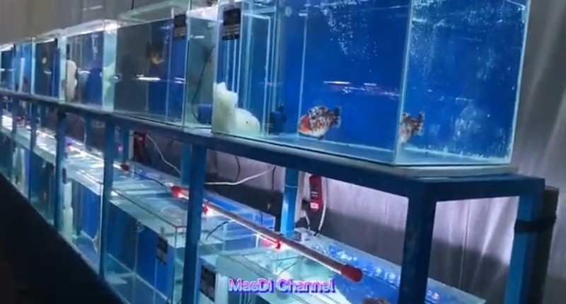 Mengenal Desa Ikan Hias di Tulungagung, Populer hingga Mancanegara karena Ekspor Mas Koki 