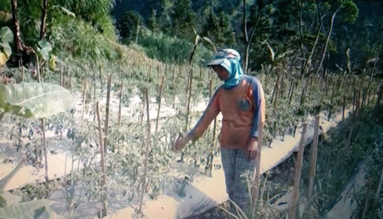 Hujan Abu Merapi Landa Desa Tegalmulyo Klaten, Warga Tetap Beraktivitas di Ladang