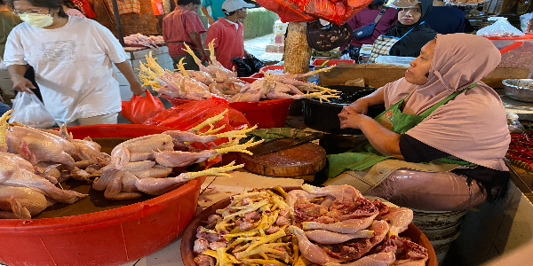 Harga Ayam Potong Mulai Naik, Jelang Ramadan Diprediksi Tembus Rp50.000 per Ekor