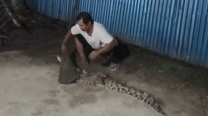 Buaya 2 Meter Masuk ke Permukiman, Ditangkap Warga