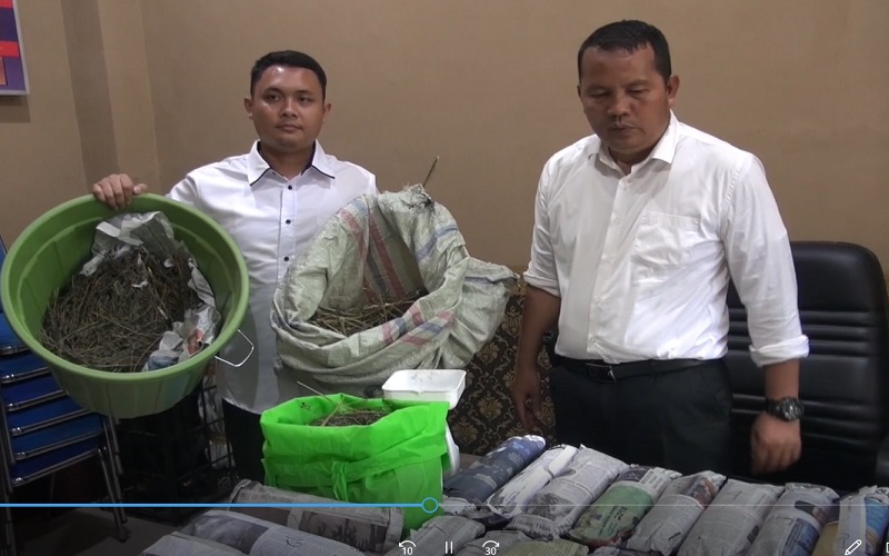 Polisi Gerebek Rumah Mantan Kepala Desa di Empat Lawang, 8 Kg Ganja dan Senpira Ditemukan 