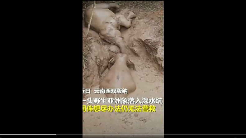 Lucu, Gajah Ini Seolah Bilang Terima Kasih Telah Diselamatkan dari Lumpur