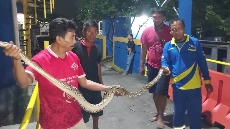 Ular Sanca Kembang 2,5 Meter Bikin Kaget Pemancing di Kali Ancol, Warga: Sering Muncul