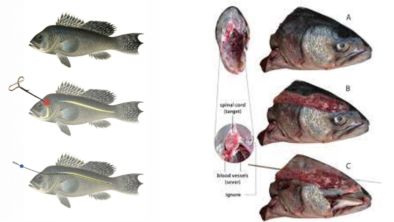 Ike Jime, Teknik Tradisional Pengolahan Ikan di Jepang