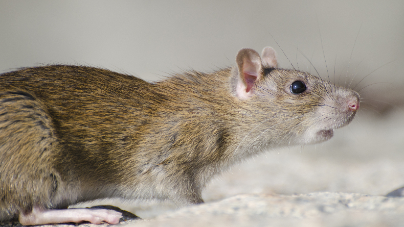 Leptospirosis dan Cara Mencegahnya, Penyakit Berbahaya dari Kencing Tikus