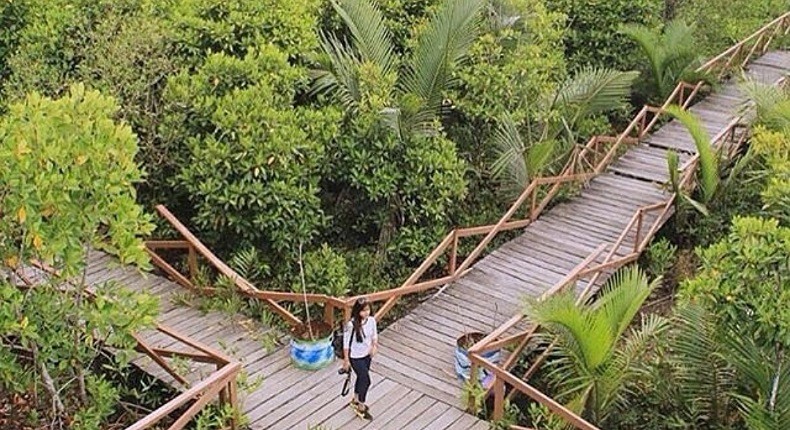 Menyusuri Sungai Bakau di Nusakambangan, Mangrove Terlengkap dengan Flora dan Fauna Eksotis
