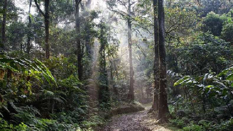 5 Hutan Hujan Tertua di Dunia, Nomor 3 dari Indonesia