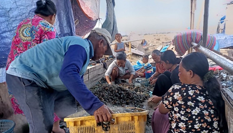 Kisah Pengupas Kerang Hijau di Kampung Cilincing