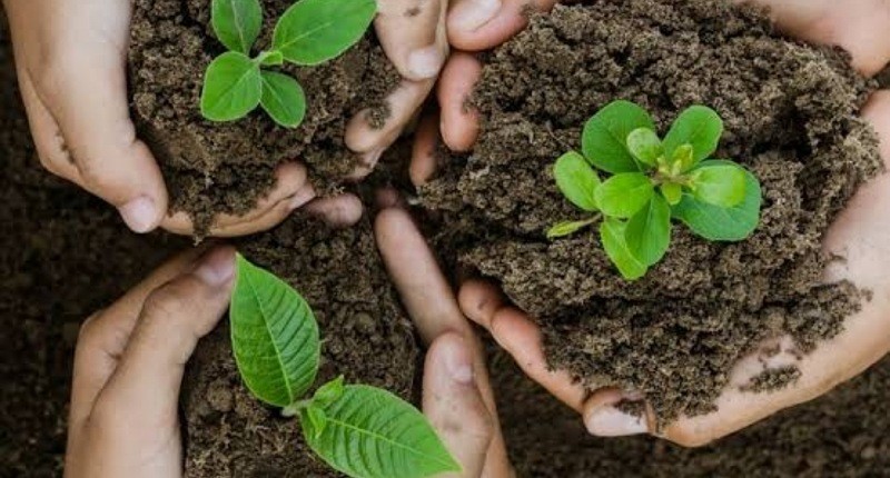 Lindungi Hutan lewat Perayaan Air Max Day 2023, Menanam 2 Bibit Pohon