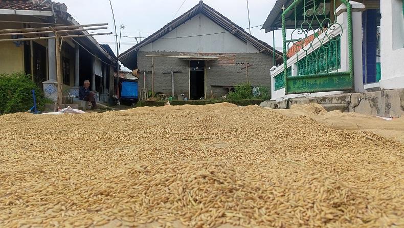 Petani Majalengka Semringah, Panen Melimpah dan Harga Gabah Tinggi