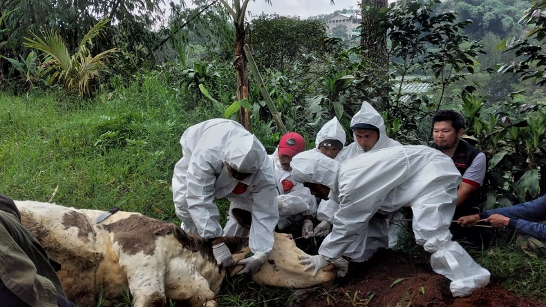 Kasus LSD Pertama Muncul di KBB, Sapi Perah di Lembang Terpaksa Dipotong