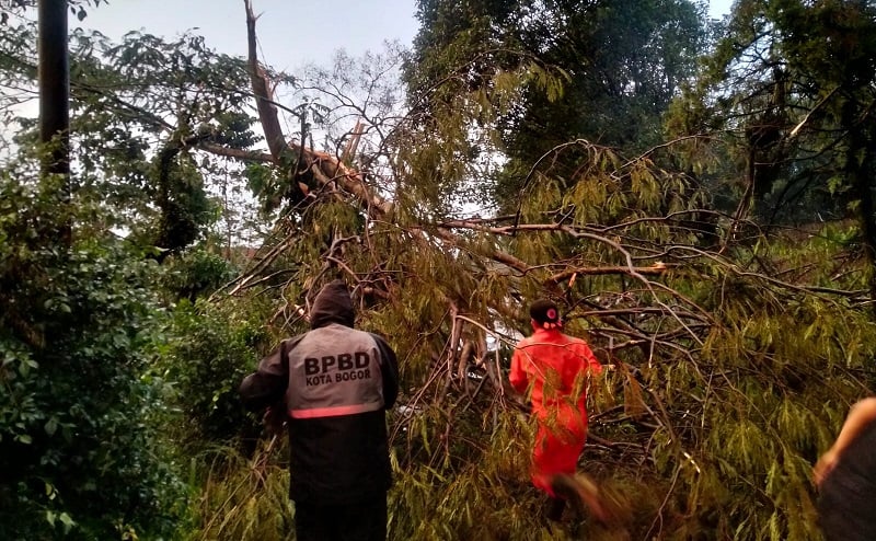 Angin Kencang Terjang Kota Bogor, 3 Pohon Tumbang dan Atap 1 Rumah Terbang