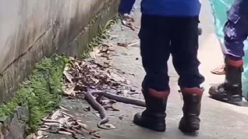 Damkar Evakuasi Ular Kobra 1,5 Meter di Cibinong, Resahkan Warga Seminggu Terakhir