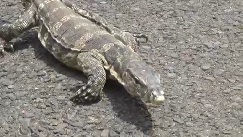 Mayat Tanpa Kepala di Kali Ciliwung Rawajati Diduga Dimakan Biawak  