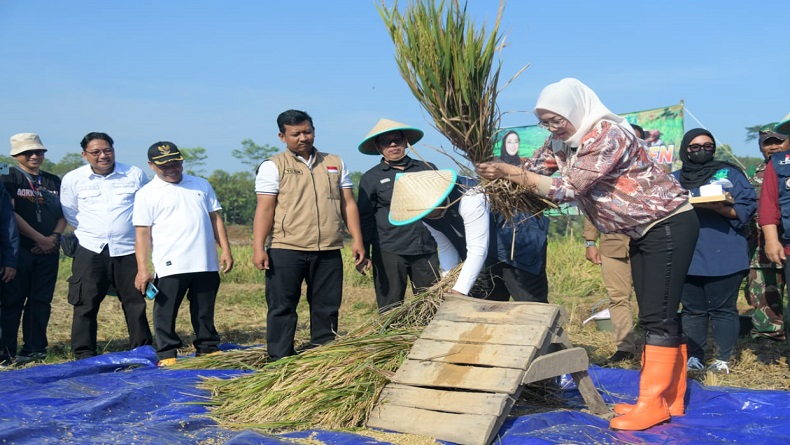 Purwakarta Panen Raya, Produksi Padi Capai 101.071 Ton GKG