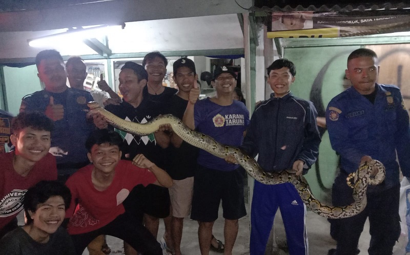 Makan Bebek Peliharaan Warga, Ular Sanca 3 Meter Ditangkap Petugas Damkar di Cibinong