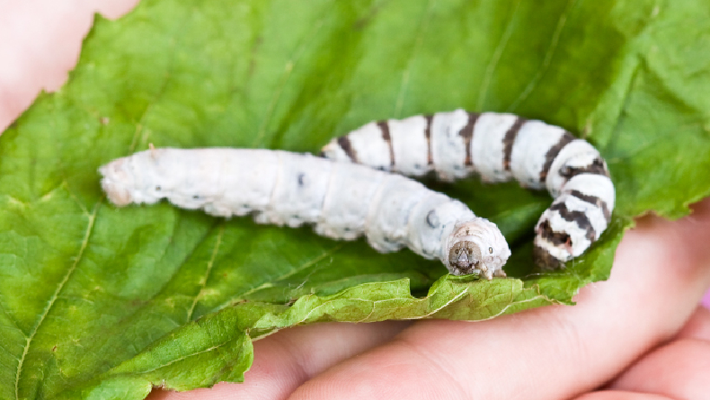 Inilah Negara yang Pertama Kali Mengolah Bahan Serat Alam