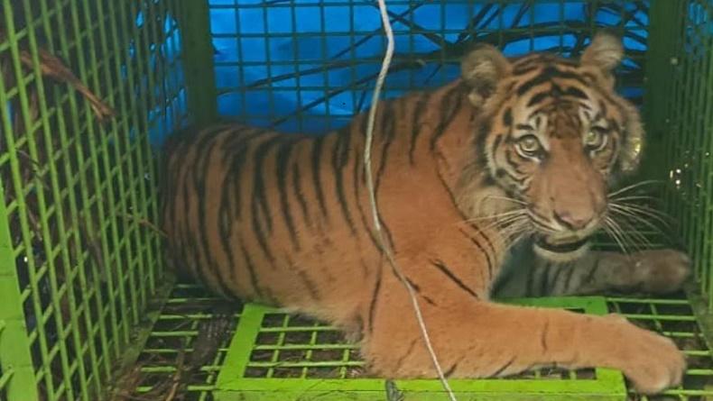 Diumpan dengan Kambing, Harimau Sumatera Betina Masuk Perangkap di Bengkulu