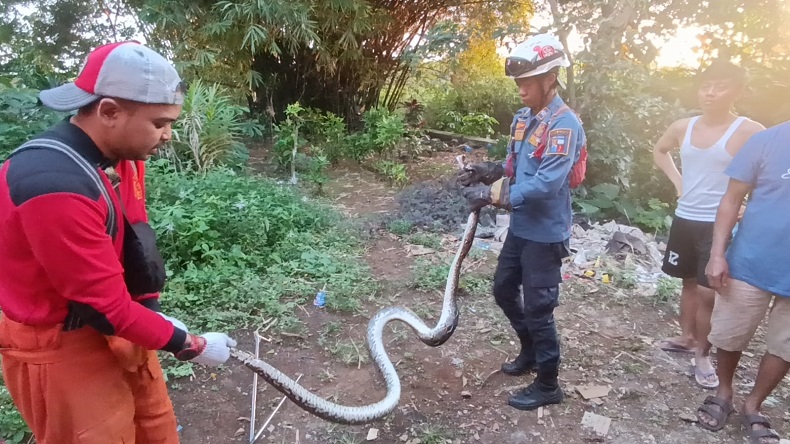 Lagi Sahur, Warga Bogor Temukan Ular Sanca 3 Meter sedang Makan Tikus